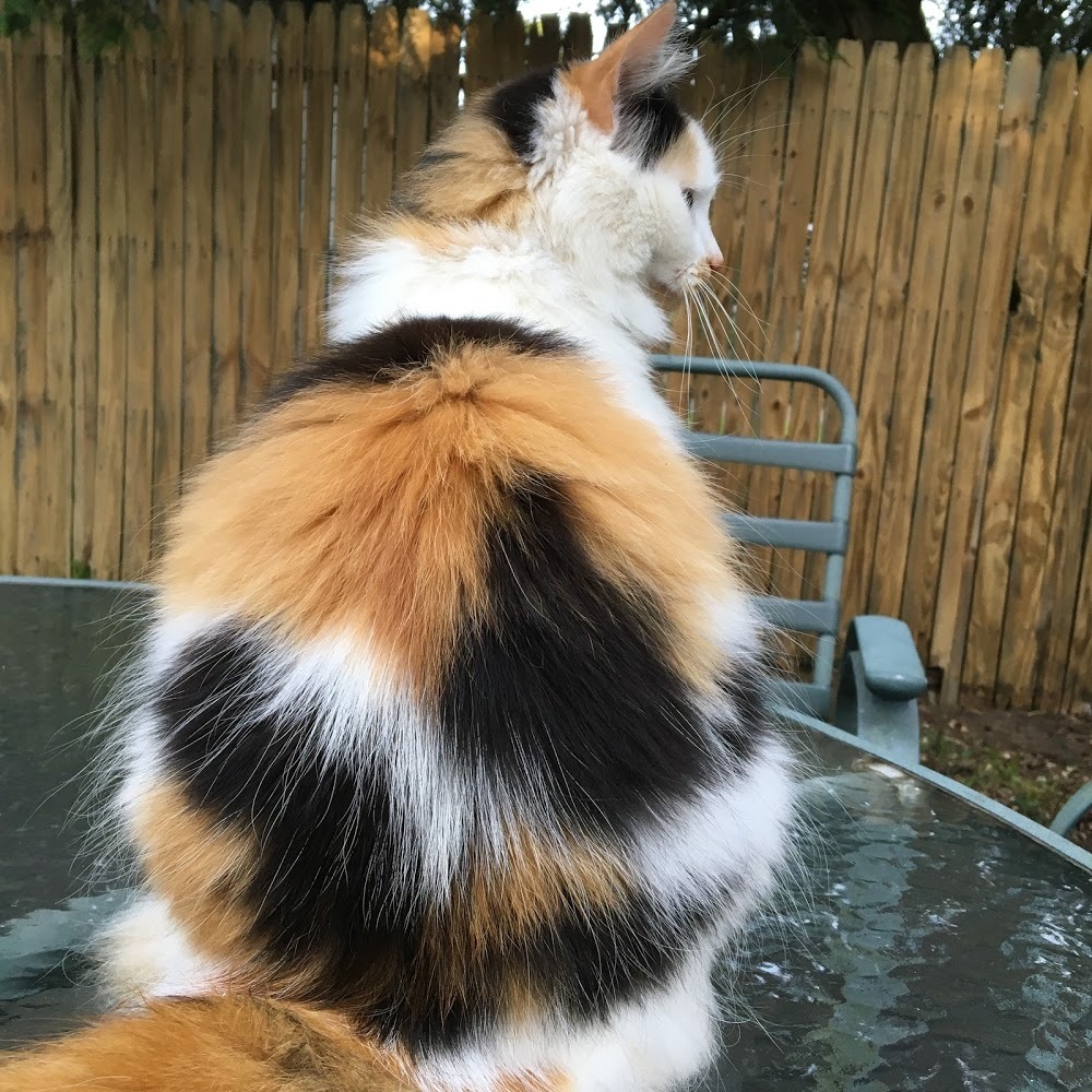 Meet your Posher, Robin